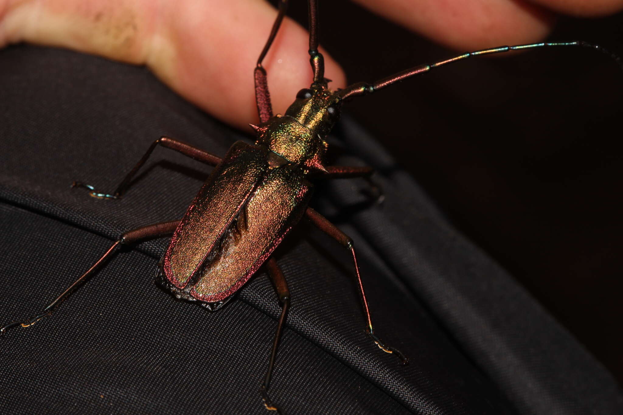 Scatopyrodes tenuicornis (White 1850) resmi