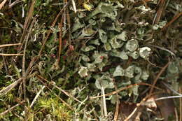 Слика од Cladonia digitata (L.) Hoffm.