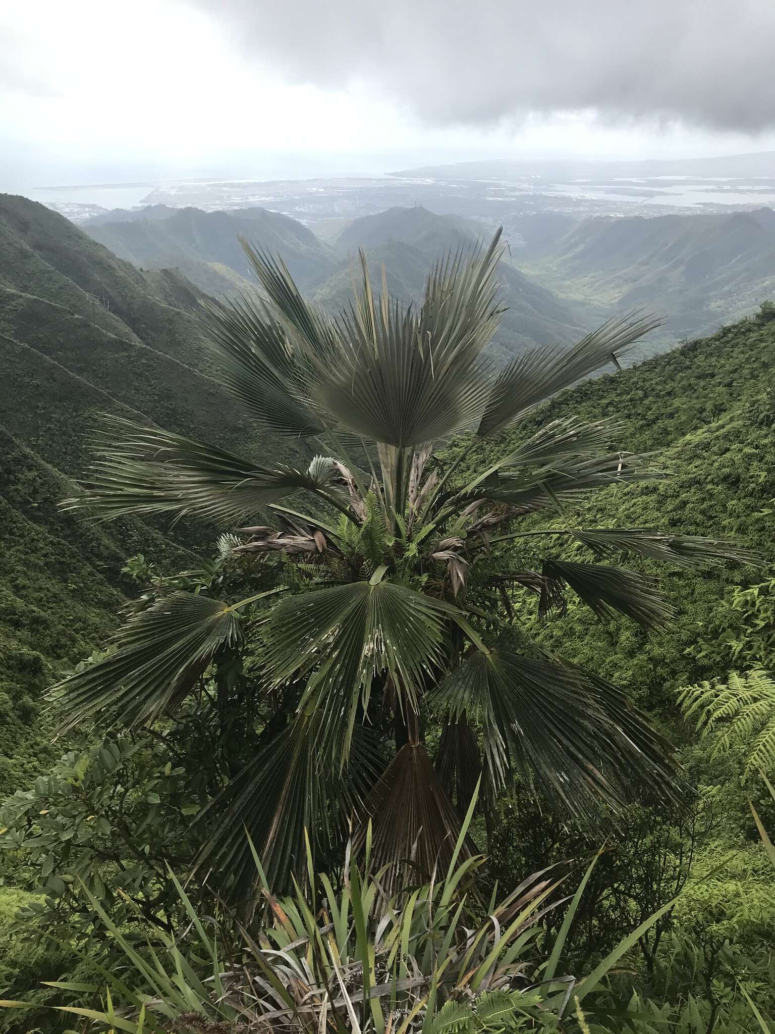 Sivun Pritchardia martii (Gaudich.) H. Wendl. kuva