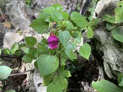 Impatiens putii Craib resmi