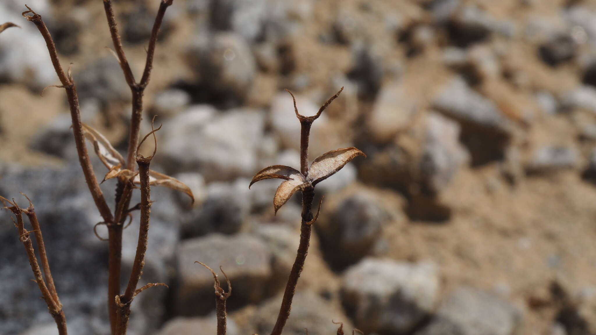 Image of wrinkled spineflower