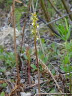 Image of Yellow coralroot