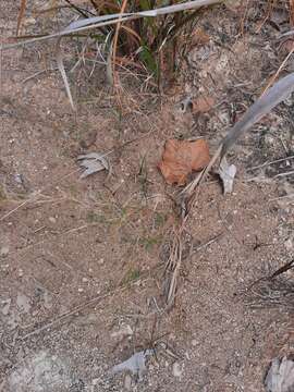 Imagem de Muhlenbergia utilis (Torr.) Hitchc.