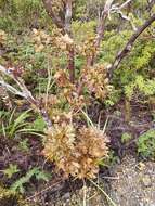 Image of Pseudopanax discolor (Kirk) Harms