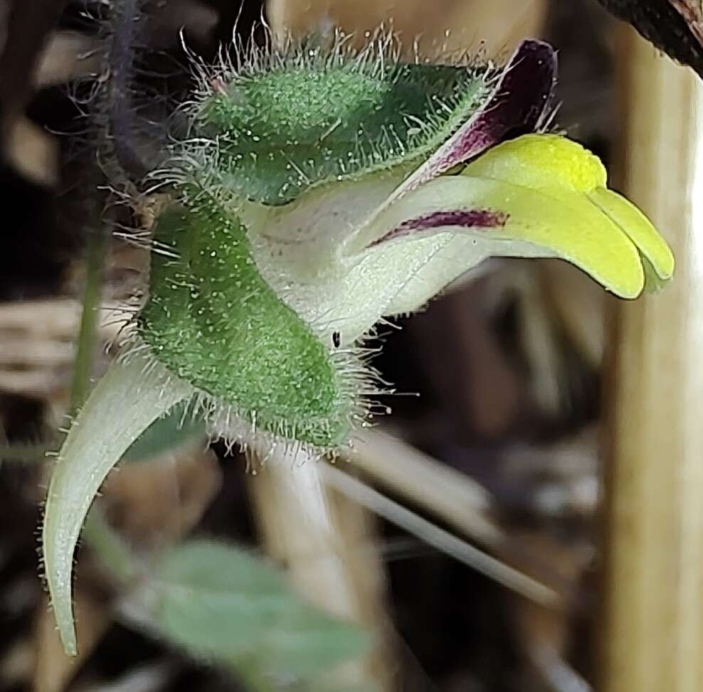 Image of Kickxia spuria subsp. integrifolia (Brot.) R. Fernandes