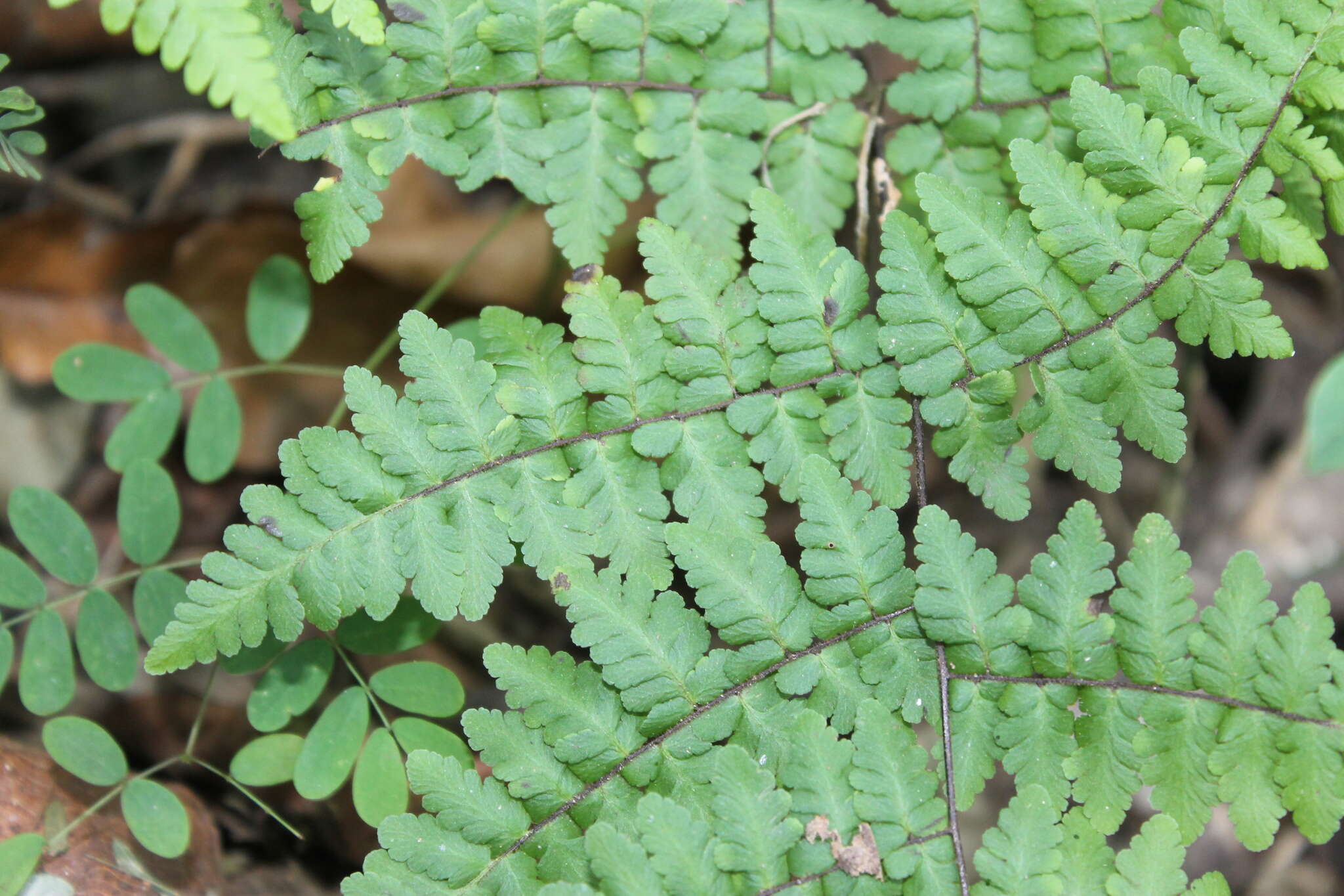 Plancia ëd Myriopteris aemula (Maxon) Grusz & Windham