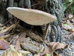 Image of Ganoderma zonatum Murrill 1902