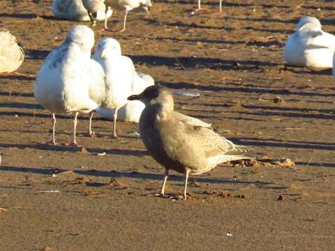 Image of Larus glaucoides thayeri Brooks & WS 1915