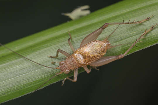 Image de Natula longipennis (Serville 1838)