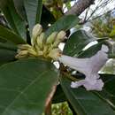 Sivun Tabebuia paniculata Leonard kuva