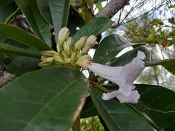 Tabebuia paniculata Leonard的圖片