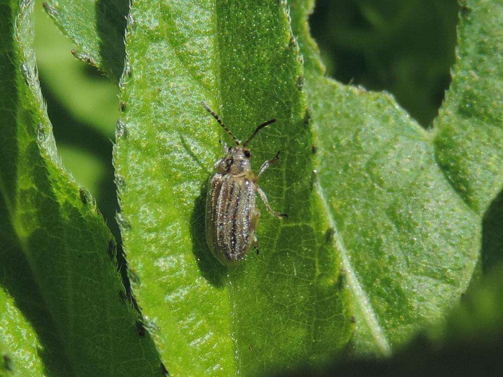 Image of Ophraella communa Le Sage 1986