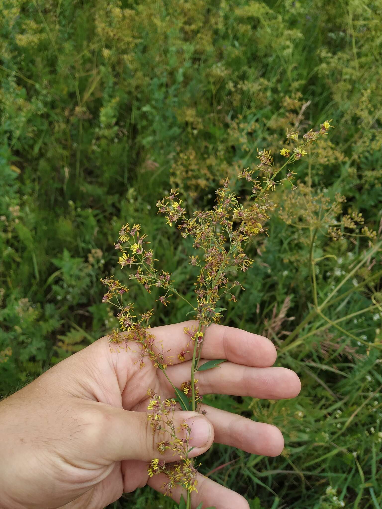 Image of Thalictrum simplex L.