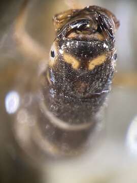 صورة Hydropsyche (Hydropsyche) angustipennis (Curtis 1834)