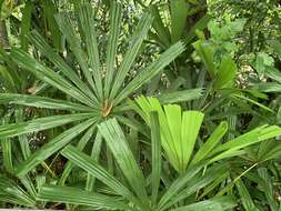 Image of Mangrove fan palm