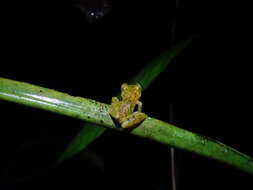 Image of Burrowes robber frog