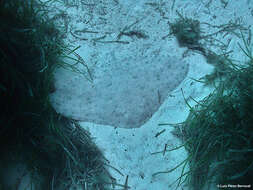 Image of Spiny Butterfly Ray