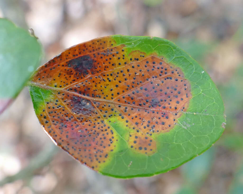 Sivun Ophiodothella vaccinii Boyd 1934 kuva