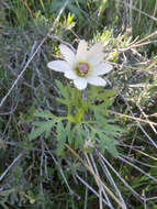 Image of tuber anemone