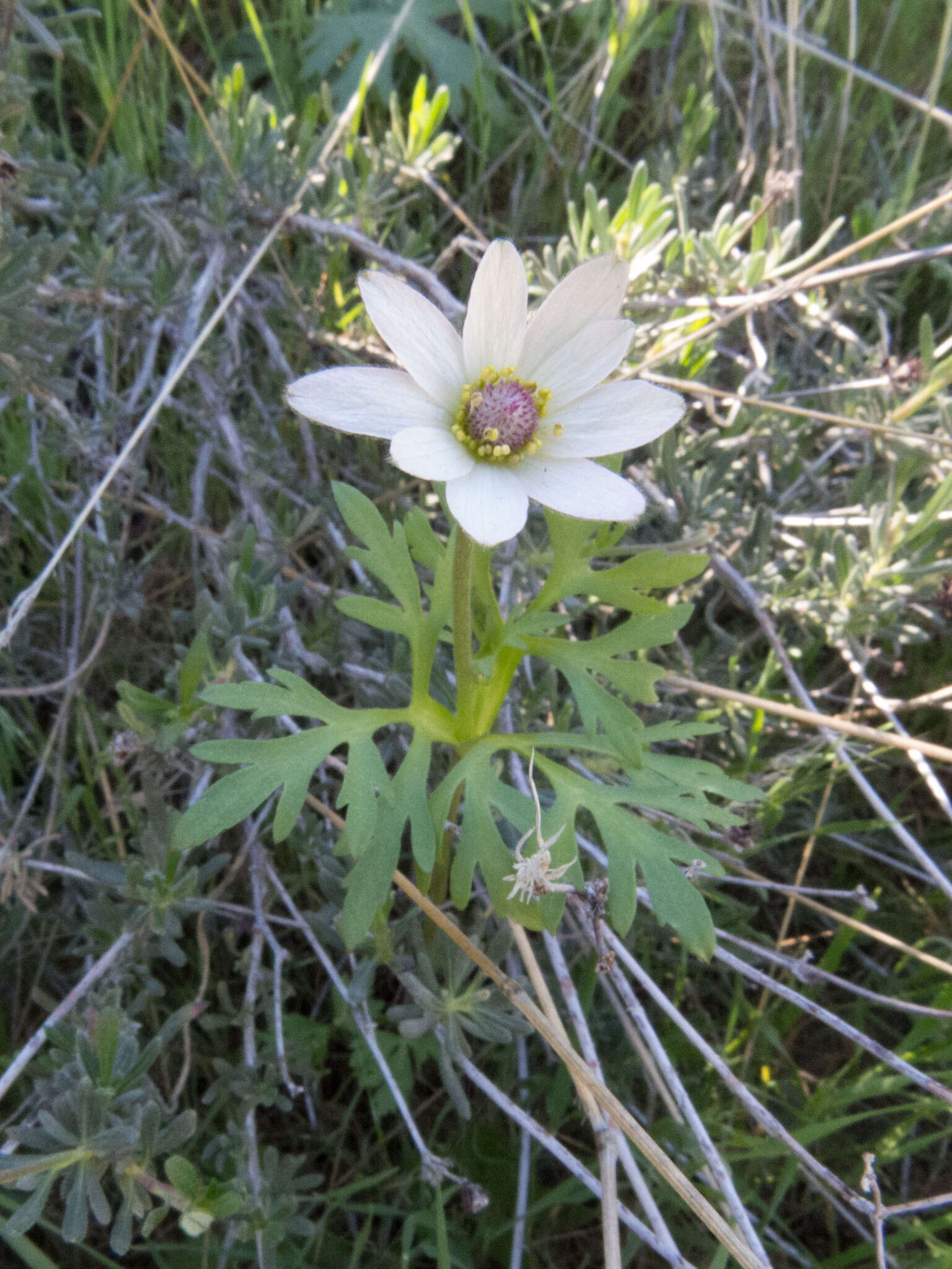 Anemone tuberosa Rydb. resmi