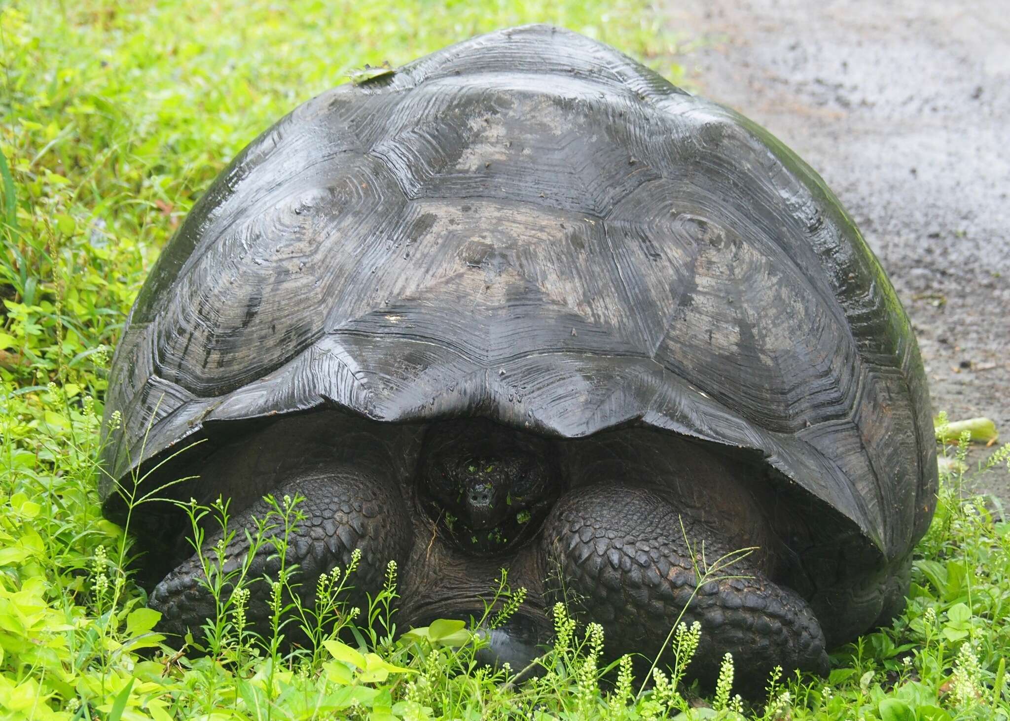 Image of Abingdon Island Giant Tortoise