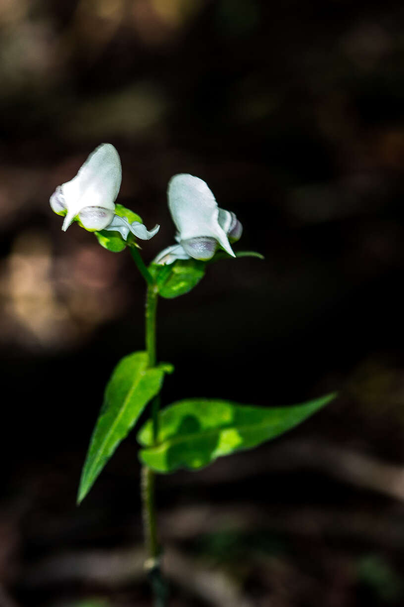 Image of Disperis fanniniae Harv.