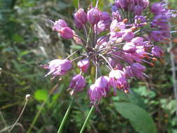 Image of Allium sacculiferum Maxim.