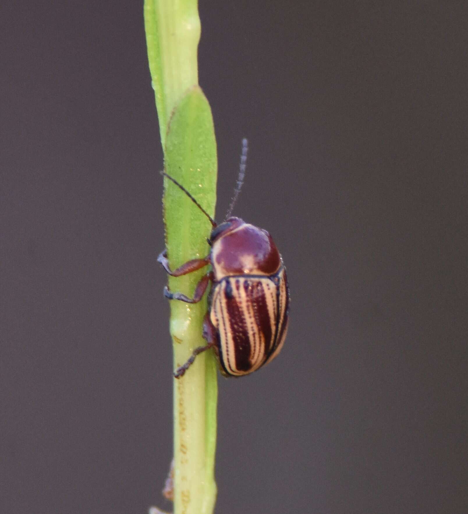 Image of Cryptocephalus obsoletus Germar 1824