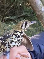 Image of Spotted Ground Thrush