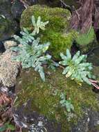 Plancia ëd Polypodium macaronesicum subsp. azoricum (Vasc.) F. J. Rumsey, Carine & Robba