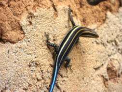 Image of African Five-lined Skink