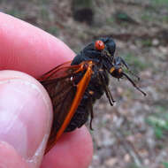 Image of Decula Periodical Cicada