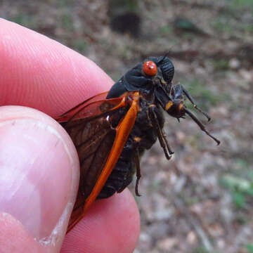 Image of Decula Periodical Cicada