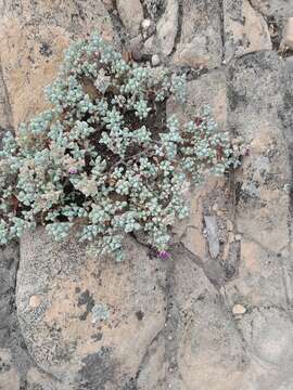 Imagem de Oscularia piquetbergensis (L. Bol.) H. E. K. Hartm.