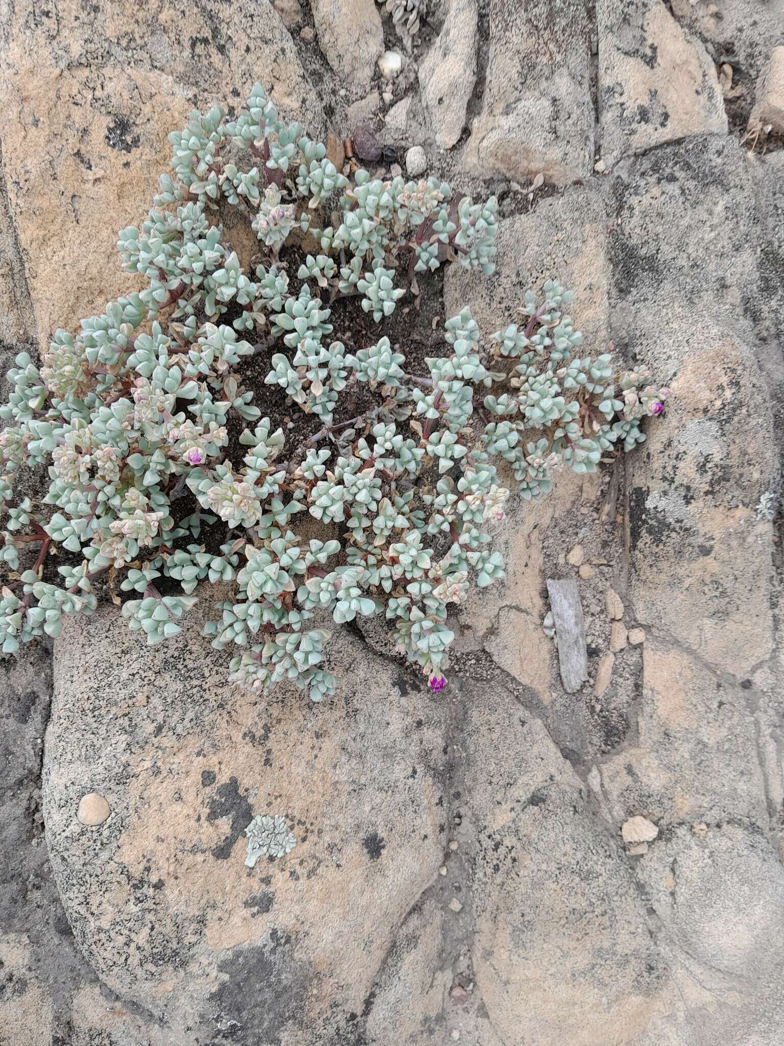 Imagem de Oscularia piquetbergensis (L. Bol.) H. E. K. Hartm.