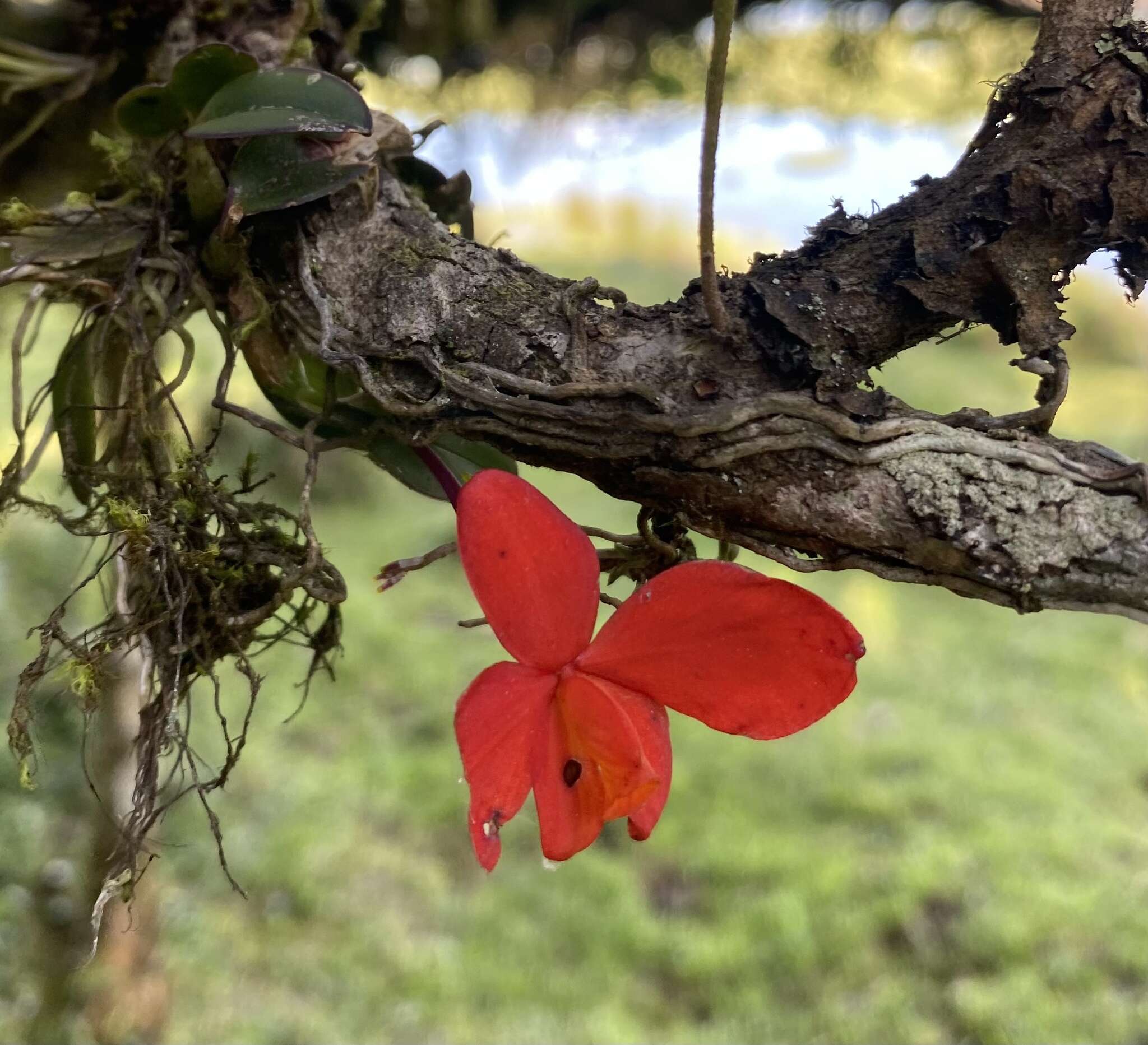 Image of Scarlet Cattleya