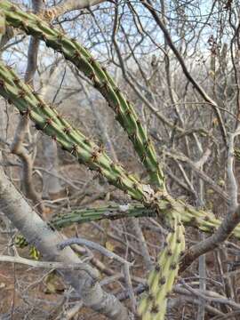 Cylindropuntia thurberi subsp. thurberi resmi