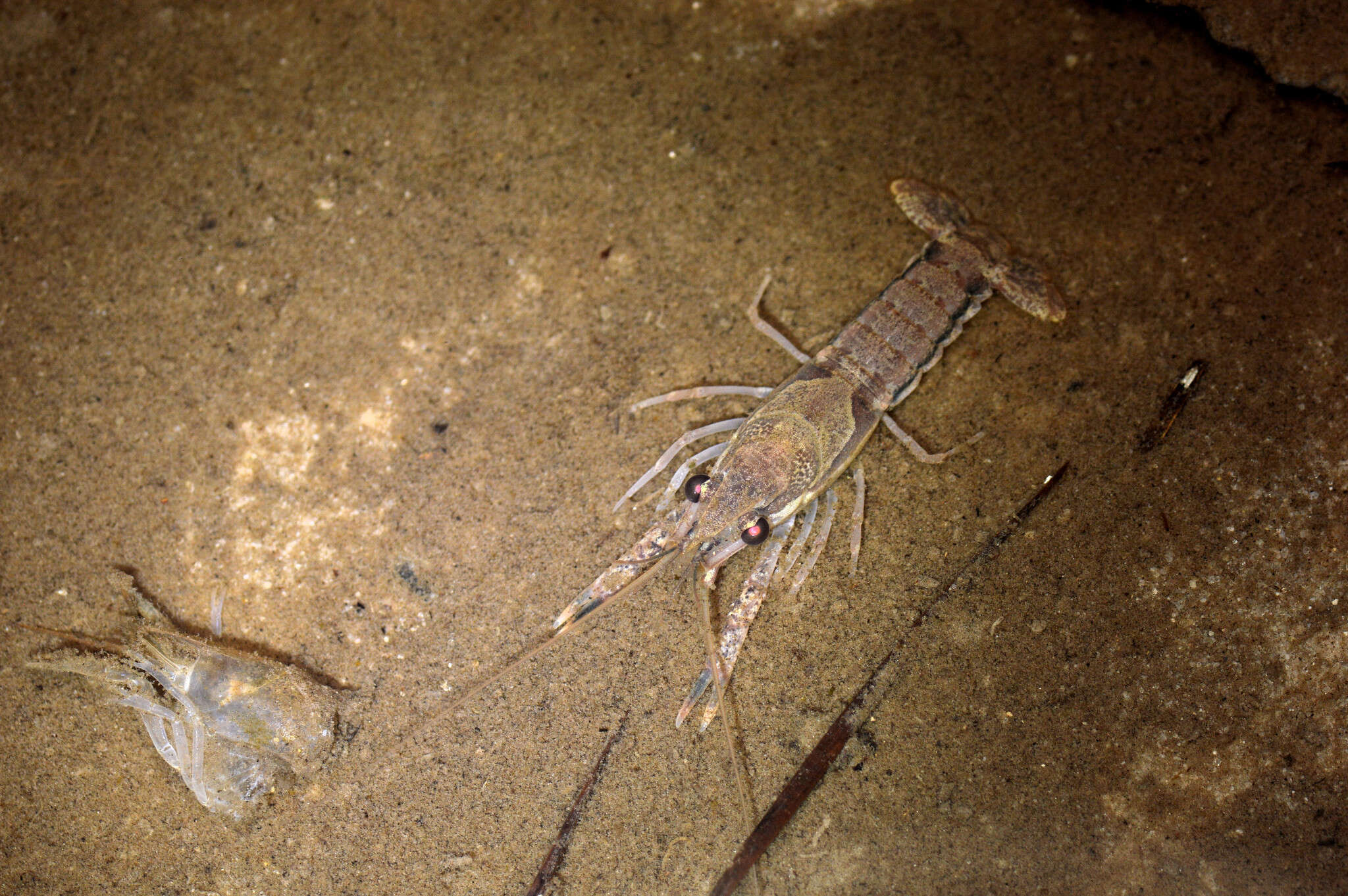 Image of Procambarus dupratzii Penn 1953