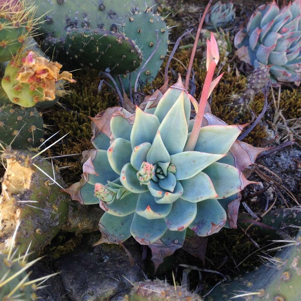 Image of Echeveria subalpina Rose & Purpus