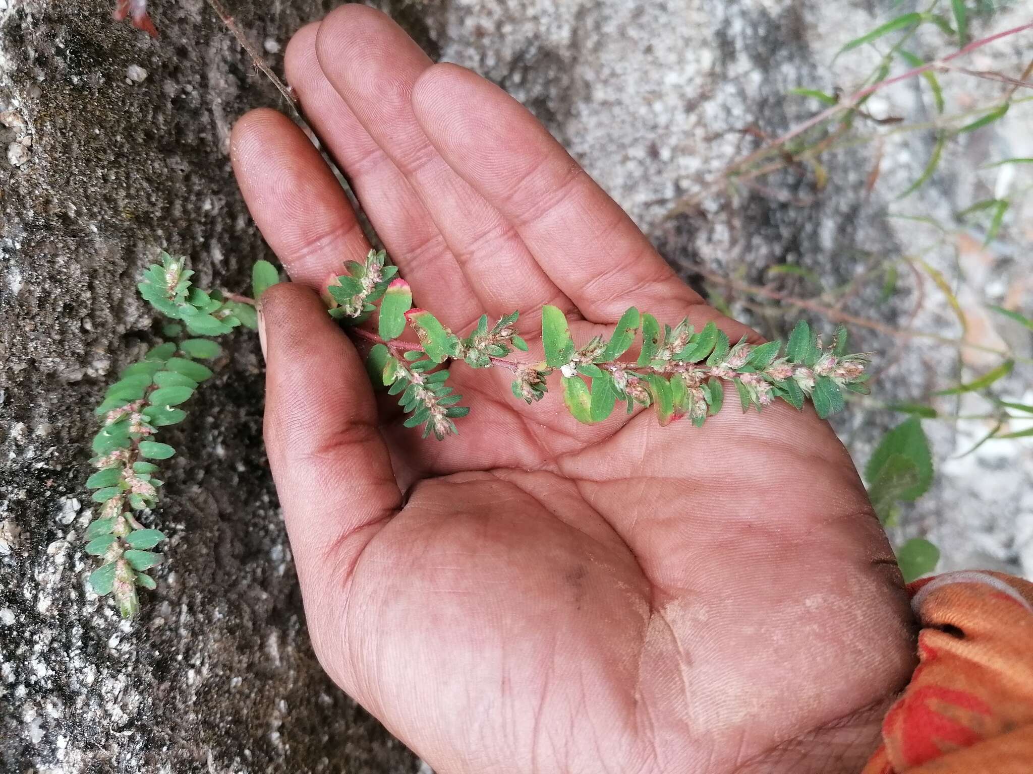 Euphorbia densiflora (Klotzsch) Klotzsch的圖片