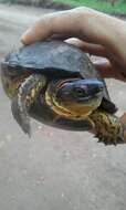 Image of Colombian Wood Turtle