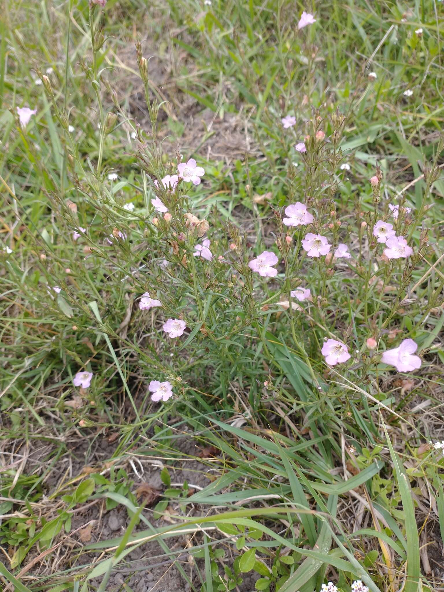 Image of Agalinis communis (Cham. & Schltdl.) W. G. D' Arcy