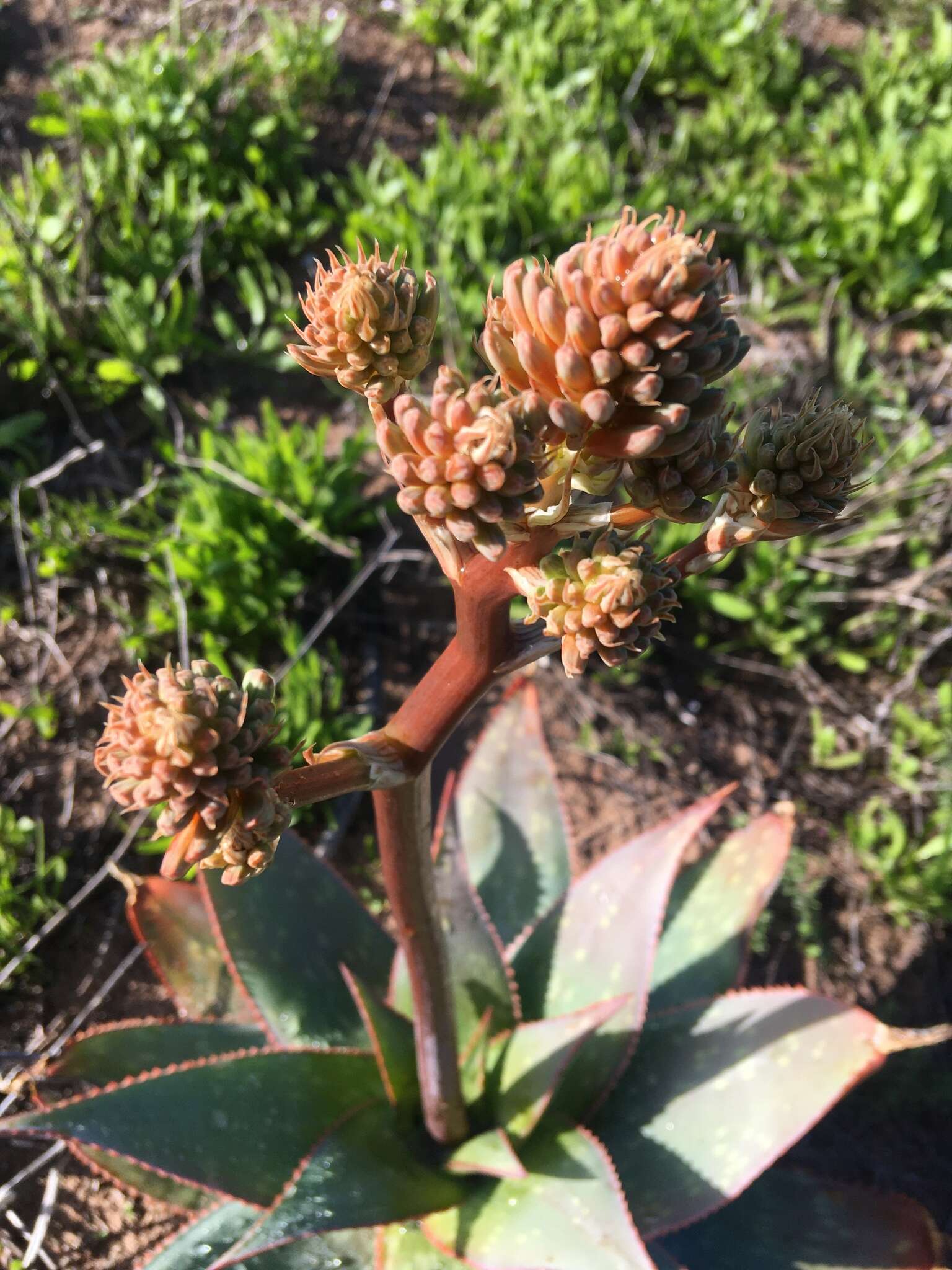 Image of Aloe