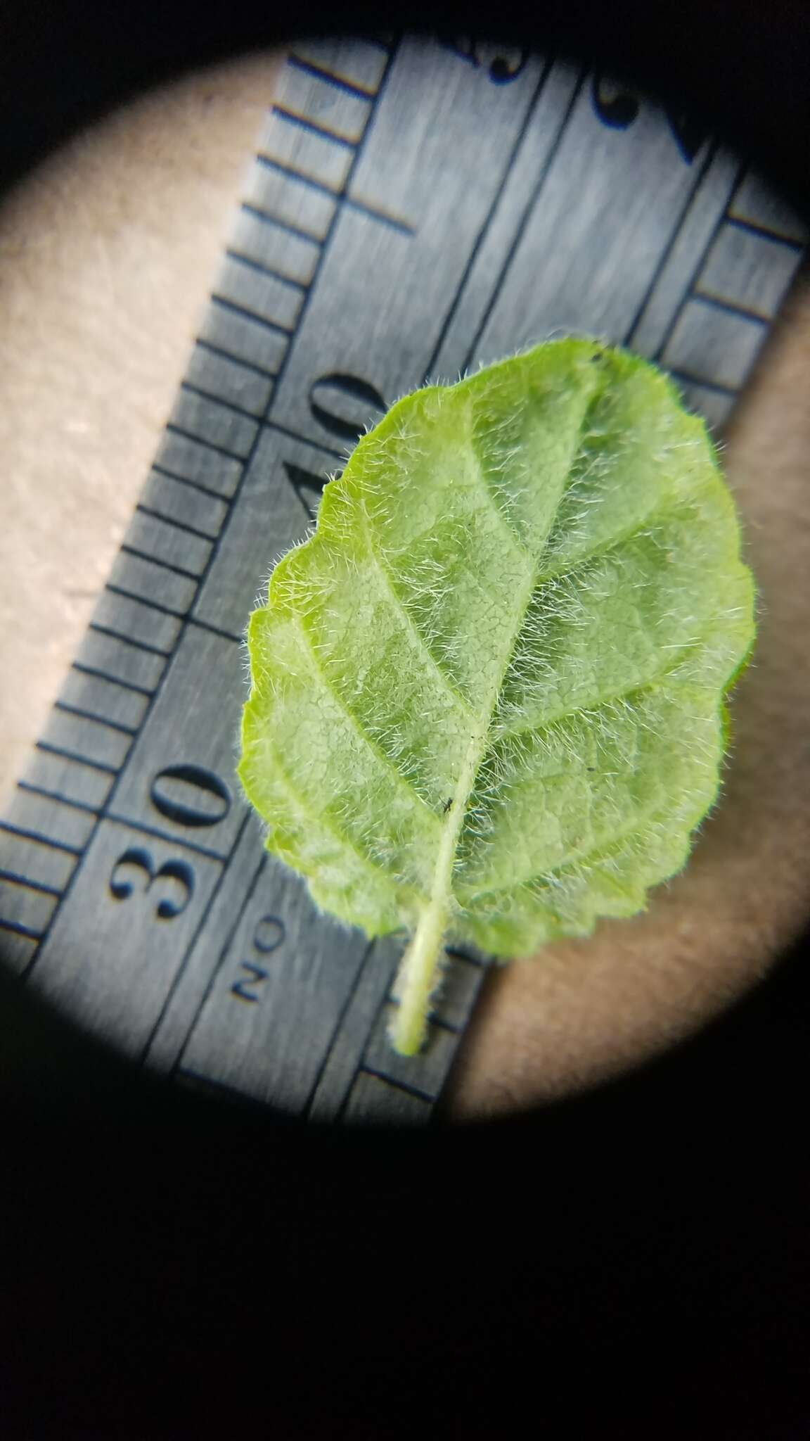 Image of Santa Barbara ceanothus