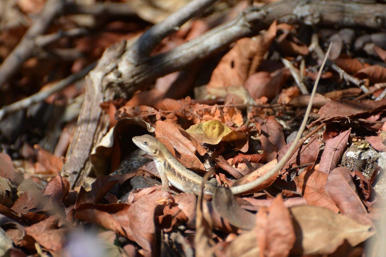 Image of Keeled Spiny Lizard