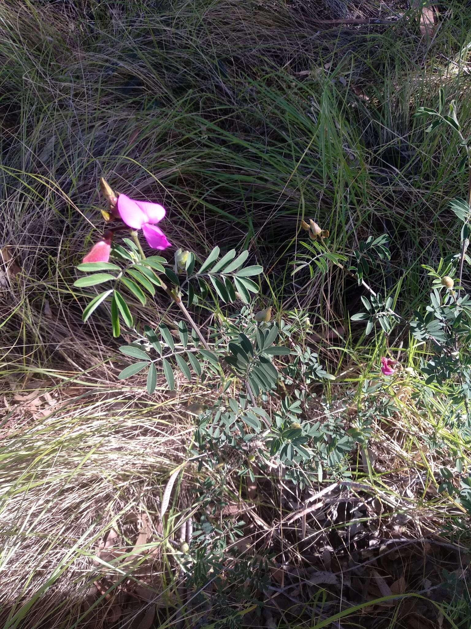 Image of Tephrosia grandiflora (Aiton) Pers.