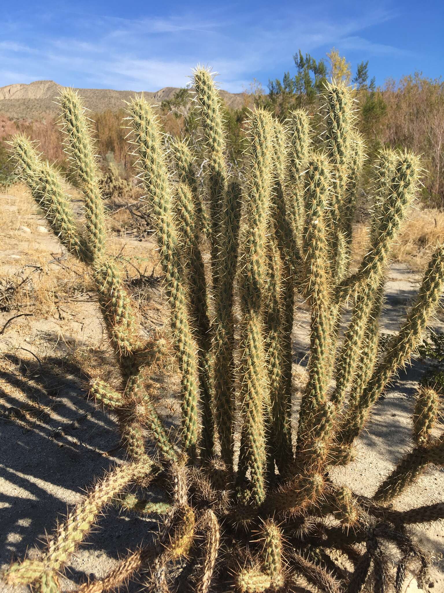 Image of Cylindropuntia ganderi subsp. ganderi