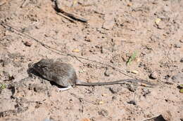 Image of Nelson's pocket mouse