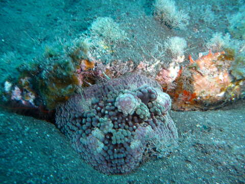 Image of Berried anemone