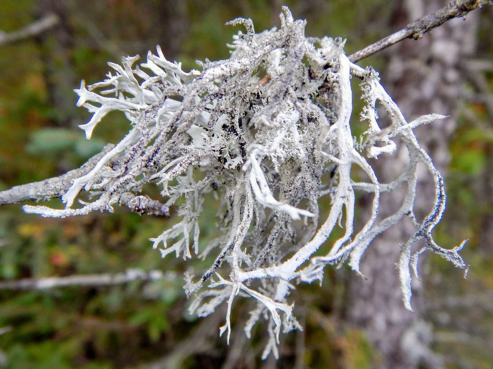 Image of light and dark lichen